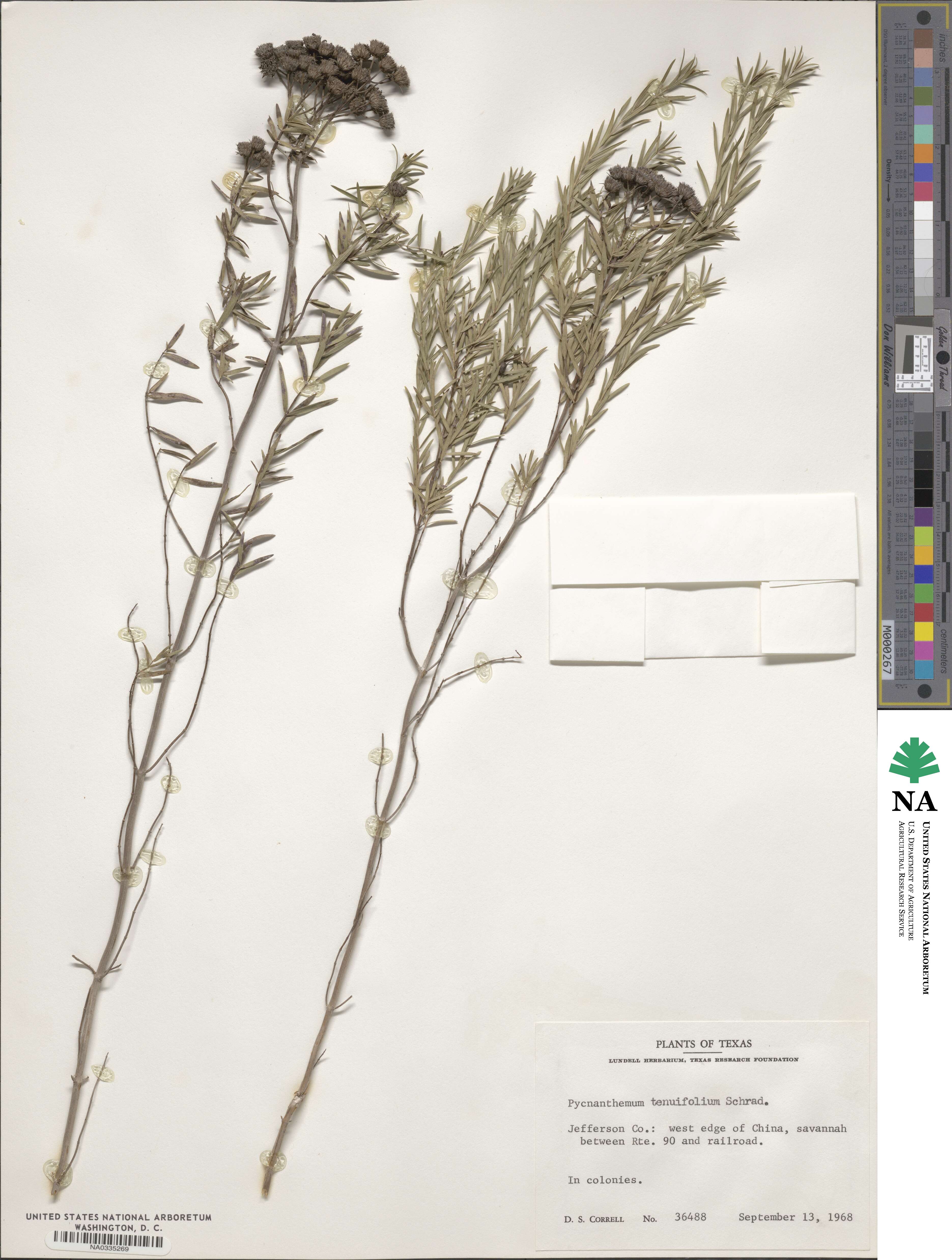 Pycnanthemum tenuifolium image