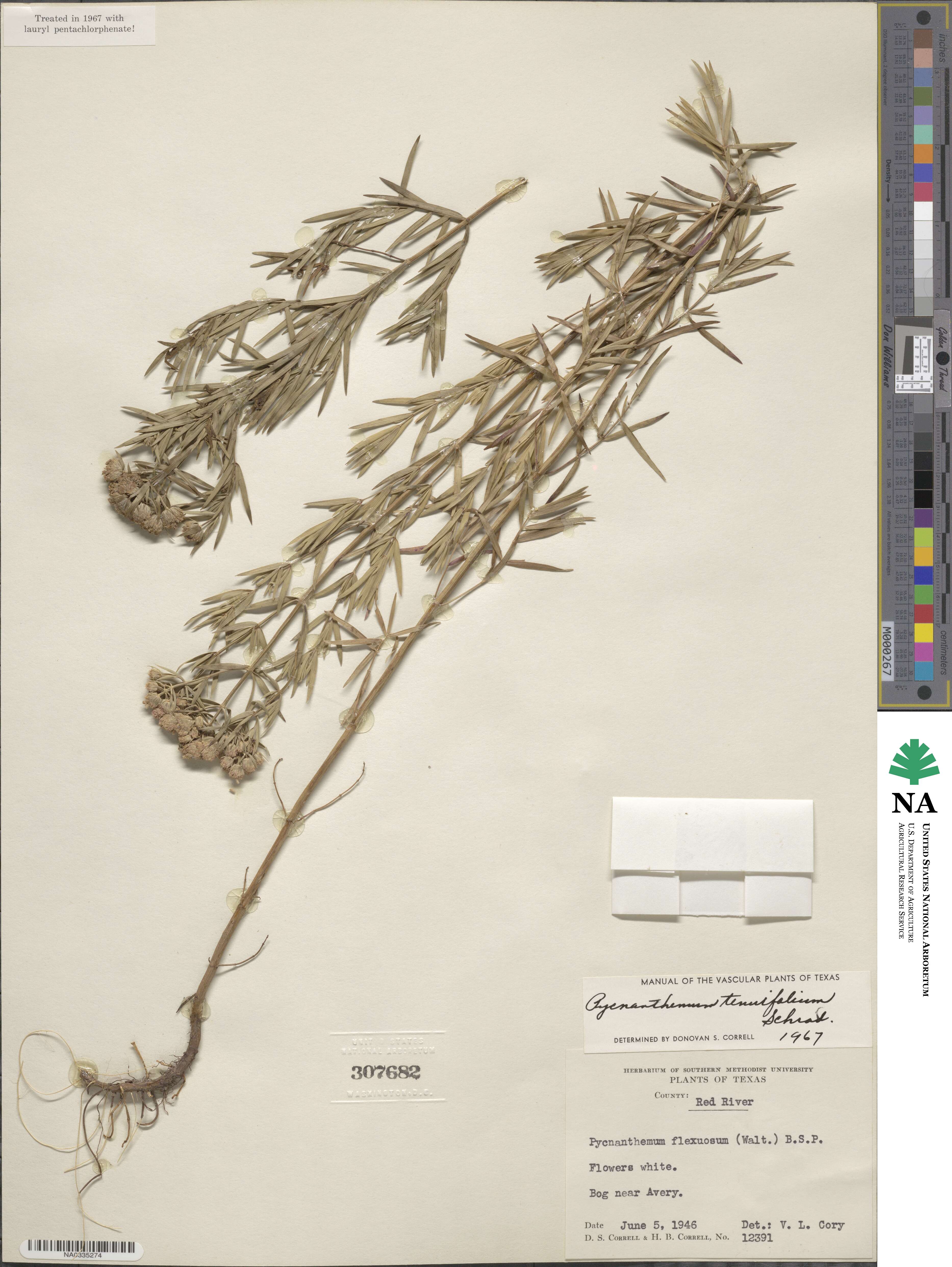 Pycnanthemum tenuifolium image