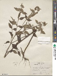 Pycnanthemum pycnanthemoides var. viridifolium image