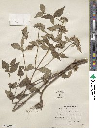 Pycnanthemum pycnanthemoides var. viridifolium image