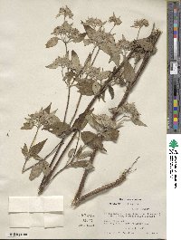 Pycnanthemum pycnanthemoides image