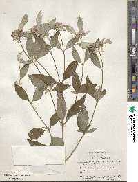 Pycnanthemum pycnanthemoides image