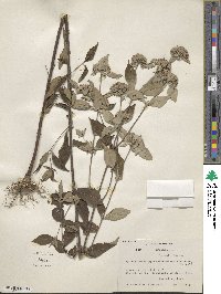 Pycnanthemum pycnanthemoides image