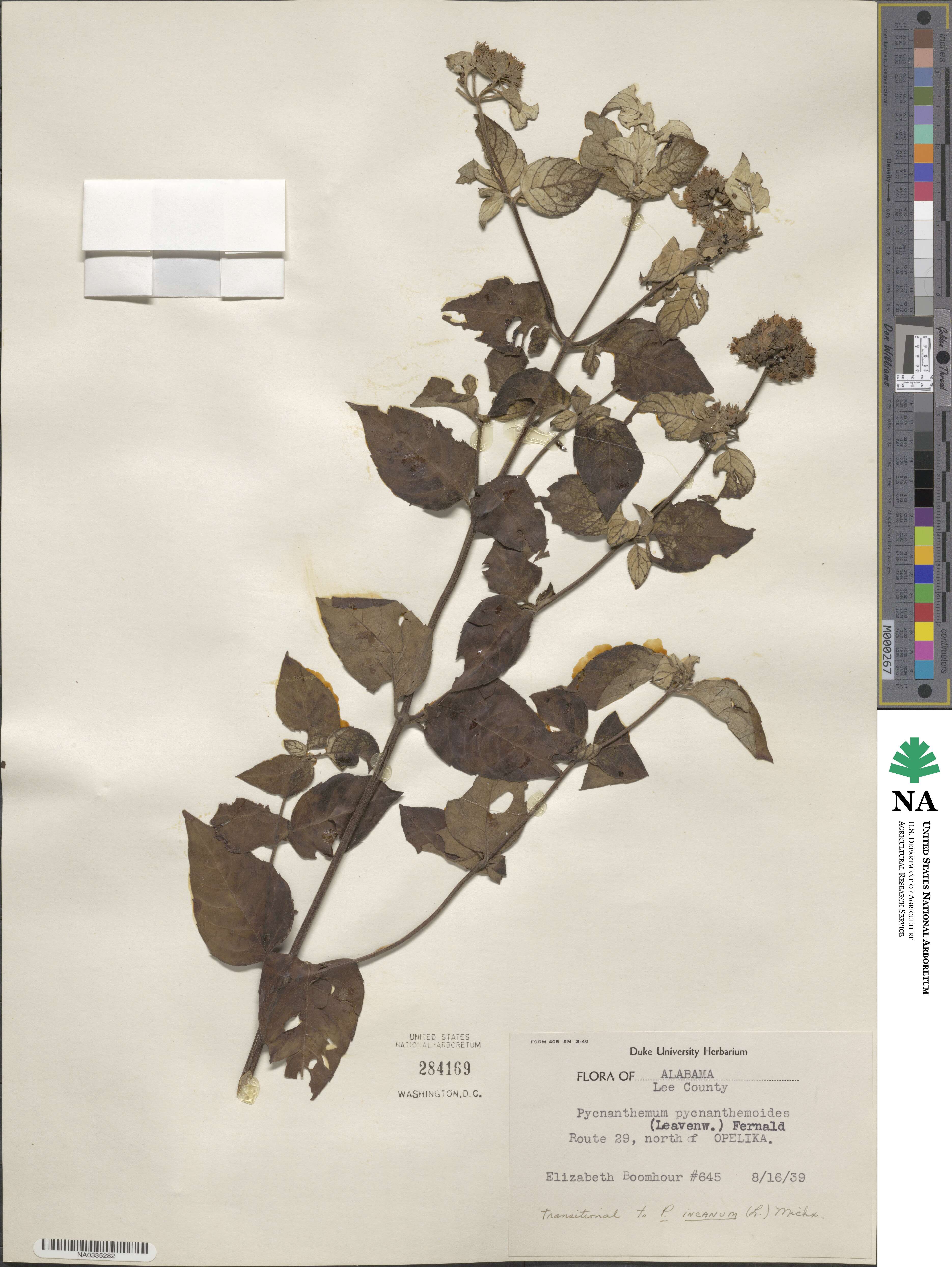 Pycnanthemum image