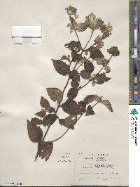 Pycnanthemum pycnanthemoides image