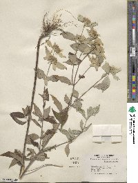 Pycnanthemum pycnanthemoides image