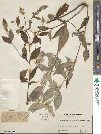 Pycnanthemum pycnanthemoides image