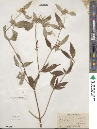 Pycnanthemum pycnanthemoides image