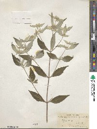 Pycnanthemum pycnanthemoides image