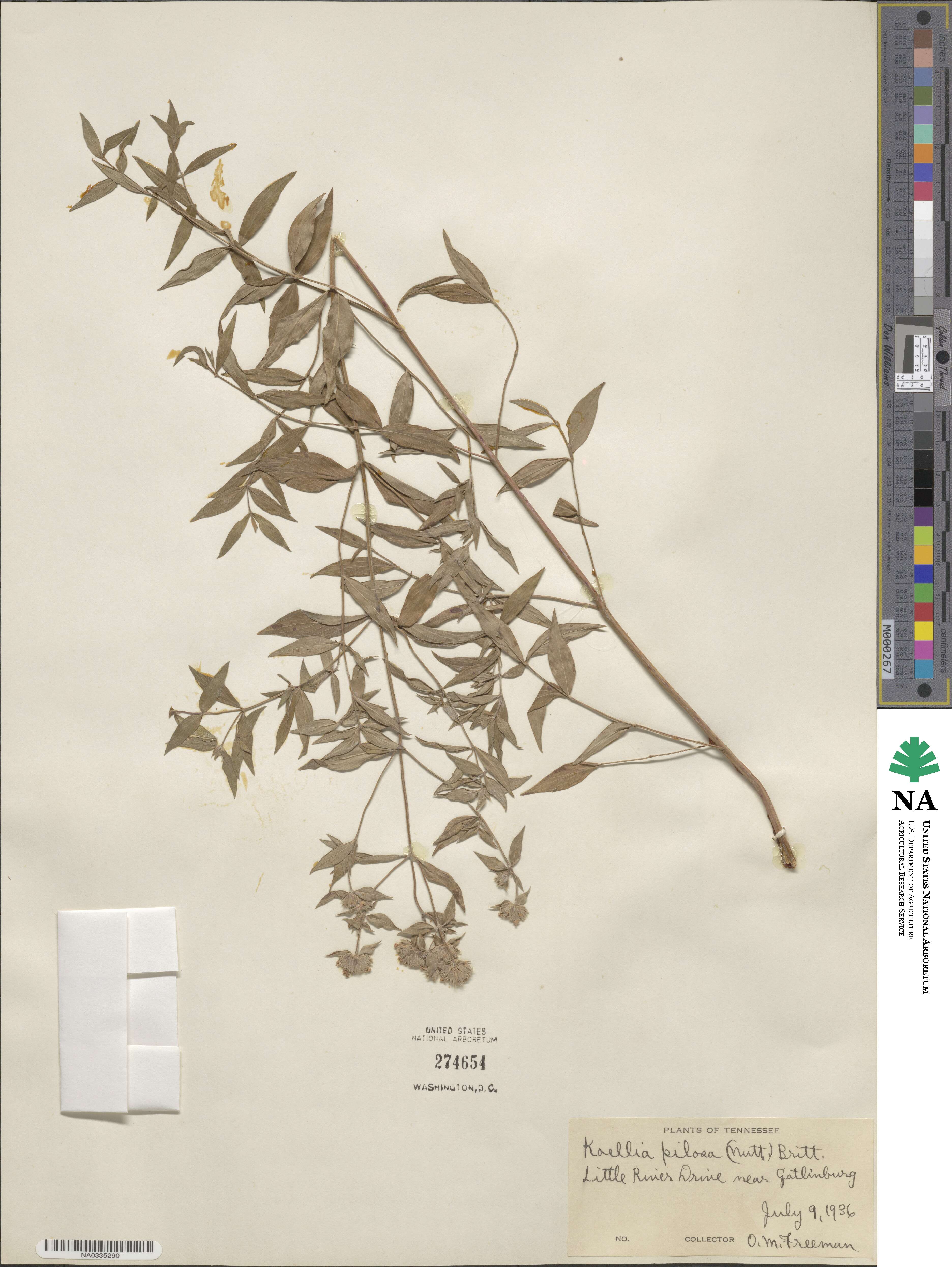 Pycnanthemum verticillatum var. pilosum image