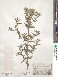 Pycnanthemum verticillatum image