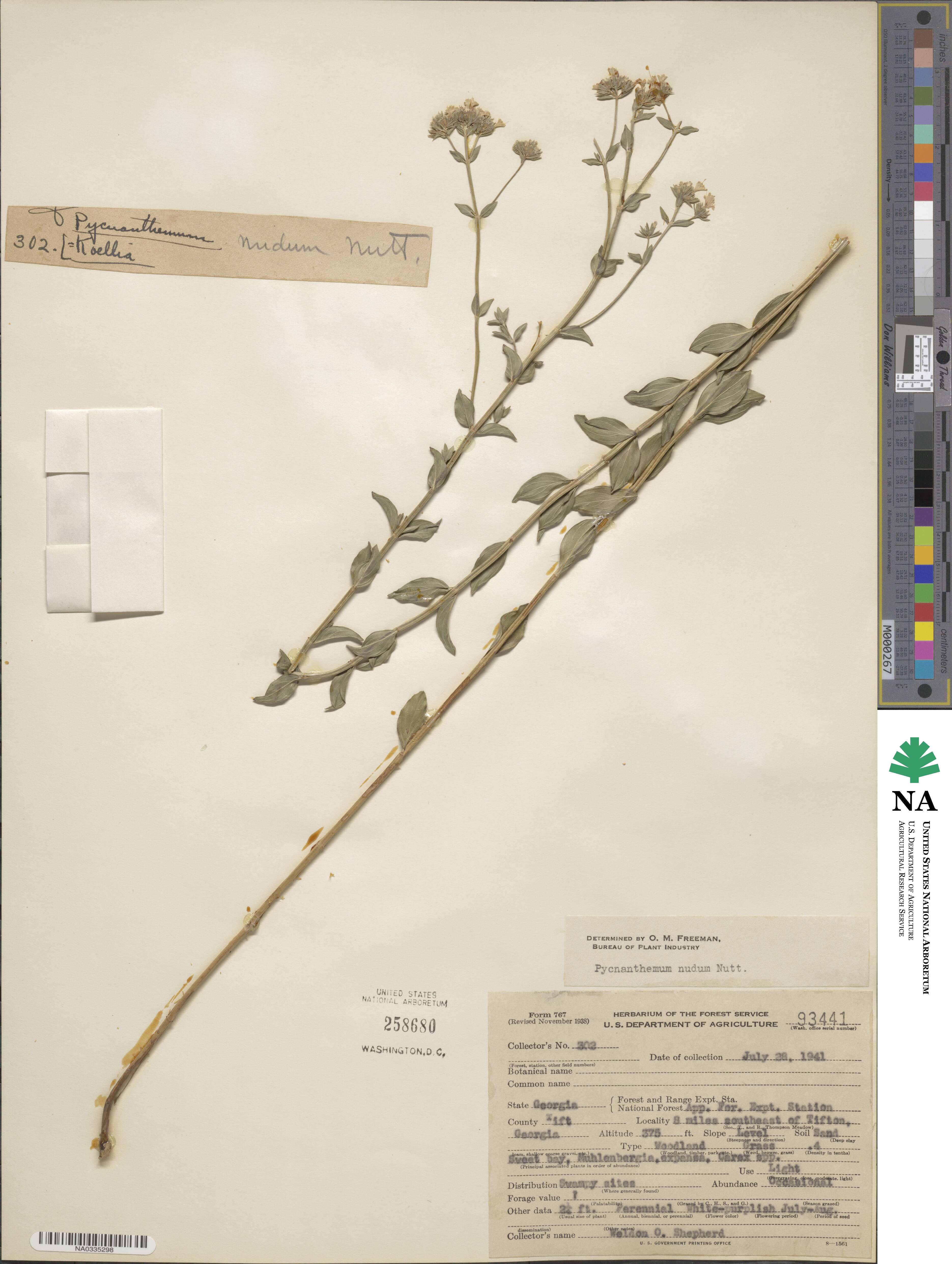 Pycnanthemum nudum image