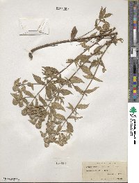 Pycnanthemum muticum image