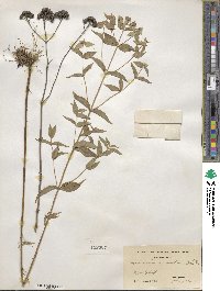 Pycnanthemum muticum image