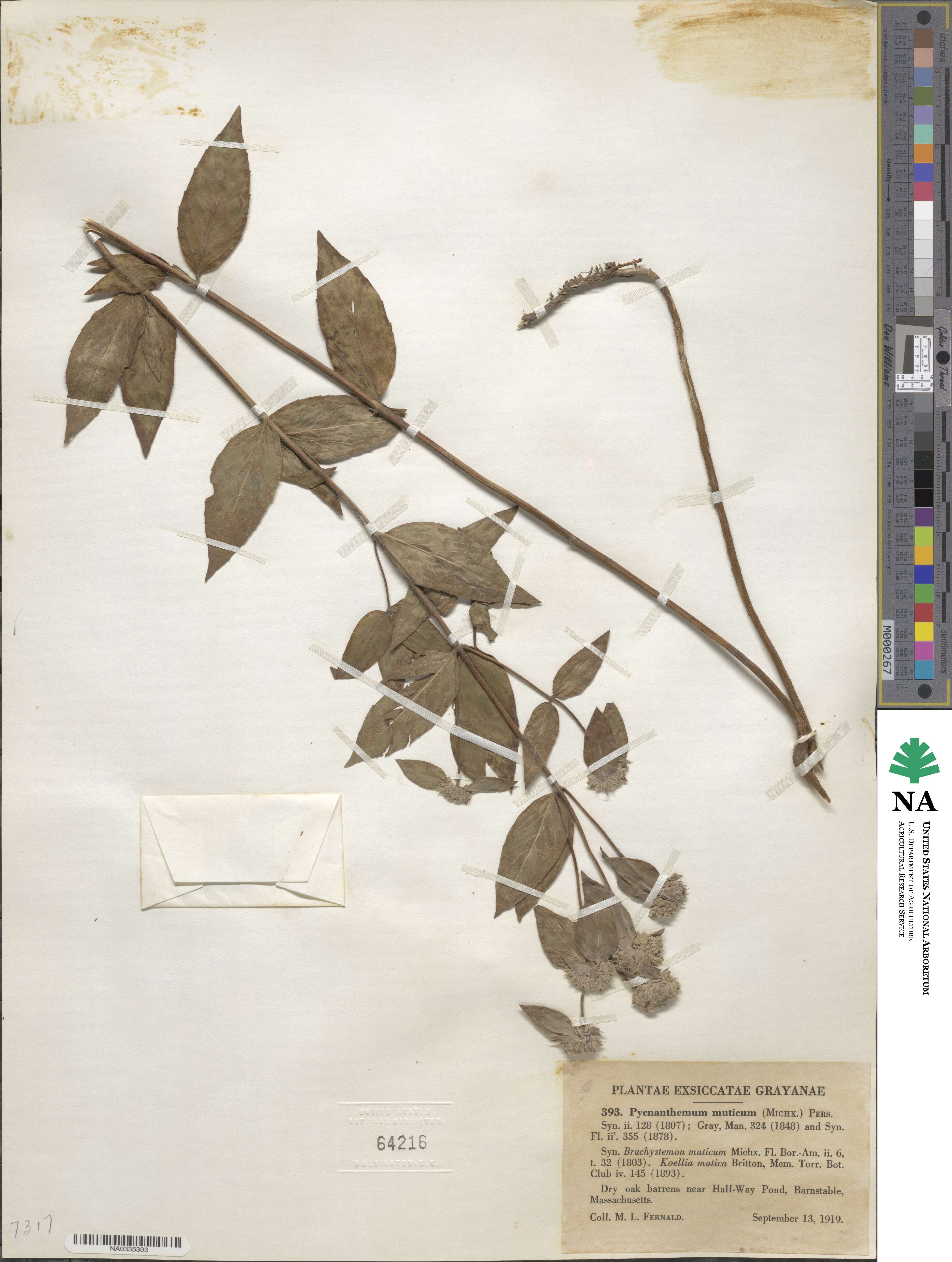 Pycnanthemum muticum image