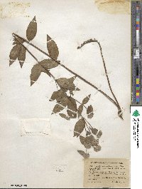 Pycnanthemum muticum image