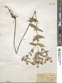 Pycnanthemum muticum image