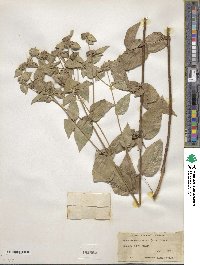 Pycnanthemum muticum image