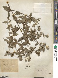 Pycnanthemum muticum image