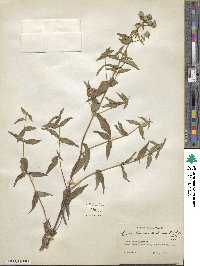 Pycnanthemum muticum image