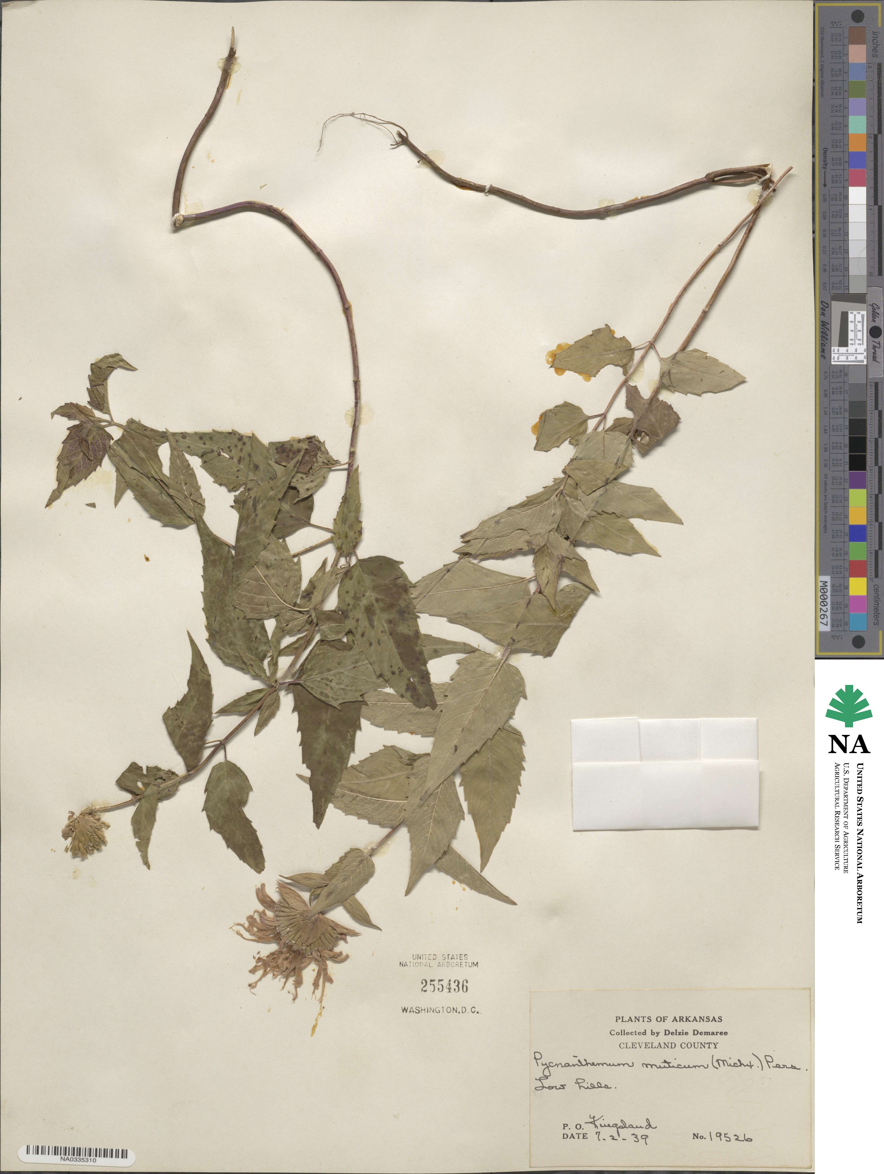 Pycnanthemum muticum image