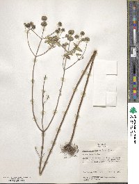 Pycnanthemum muticum image