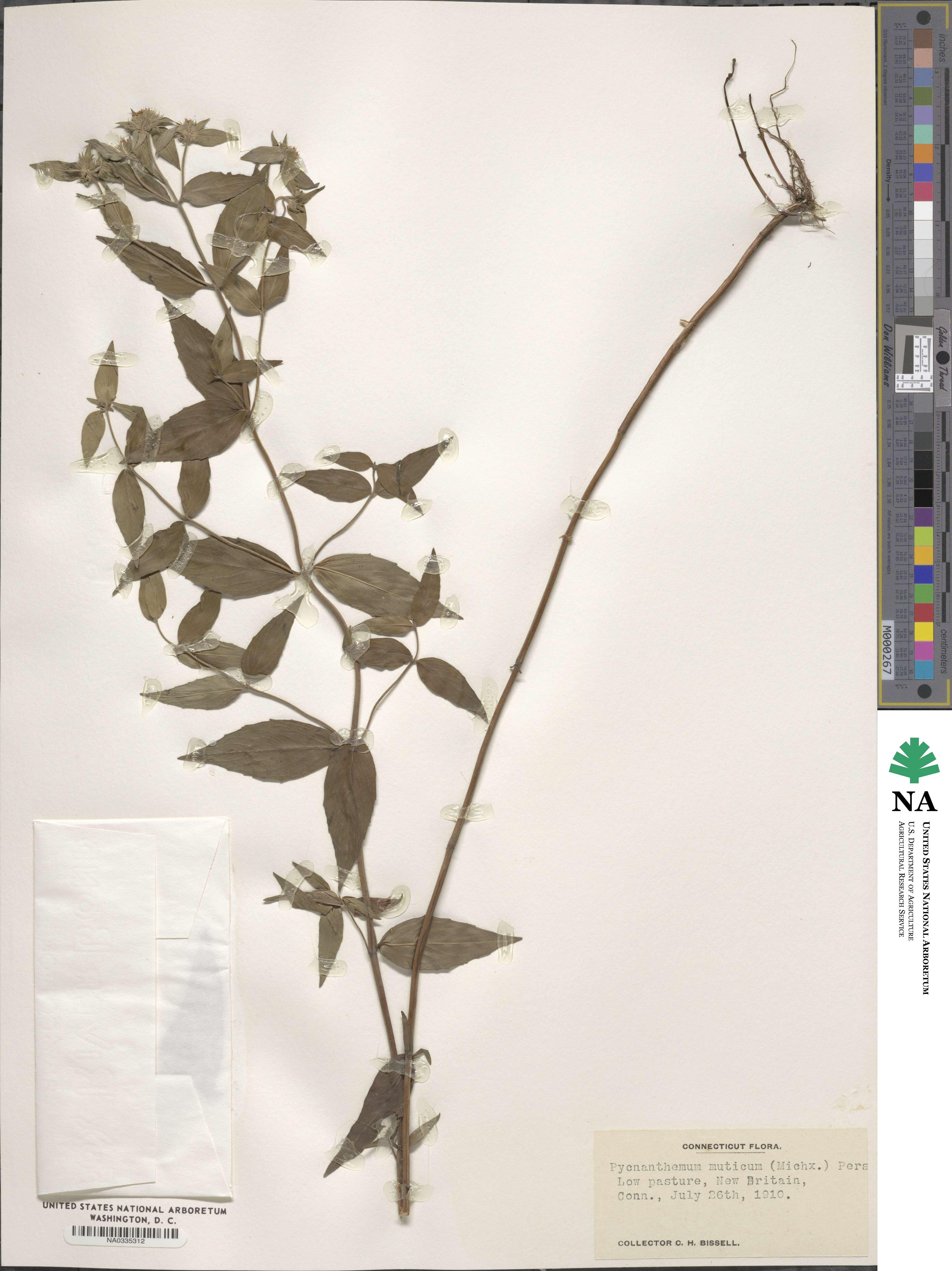 Pycnanthemum muticum image