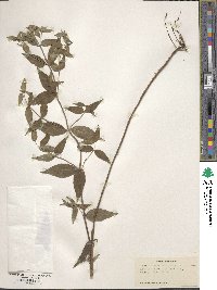 Pycnanthemum muticum image