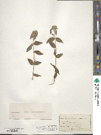 Pycnanthemum muticum image