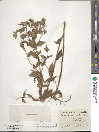 Pycnanthemum muticum image