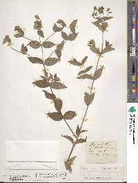 Pycnanthemum muticum image