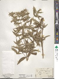 Pycnanthemum muticum image