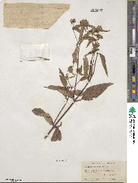 Pycnanthemum montanum image