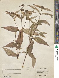 Pycnanthemum montanum image