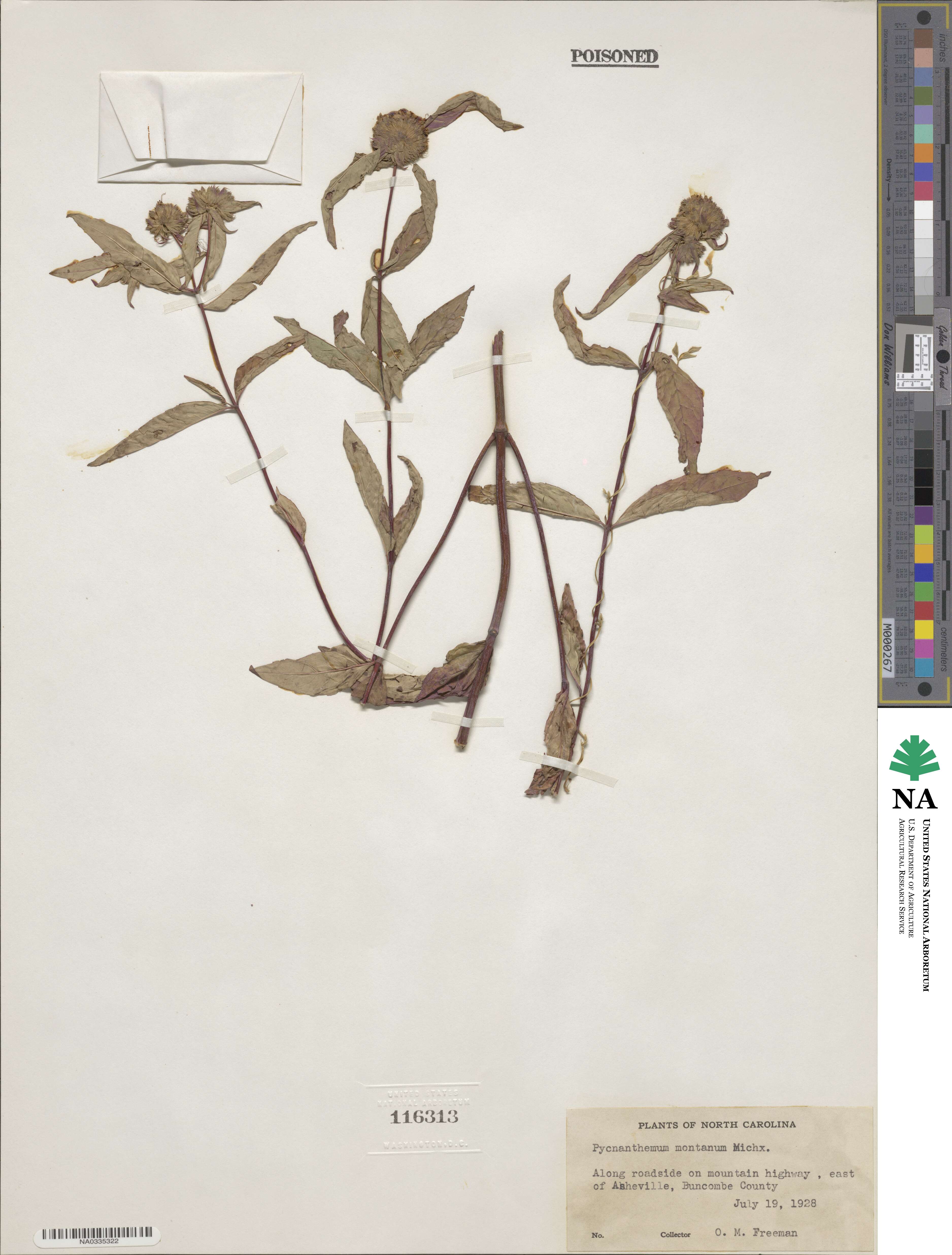 Pycnanthemum montanum image