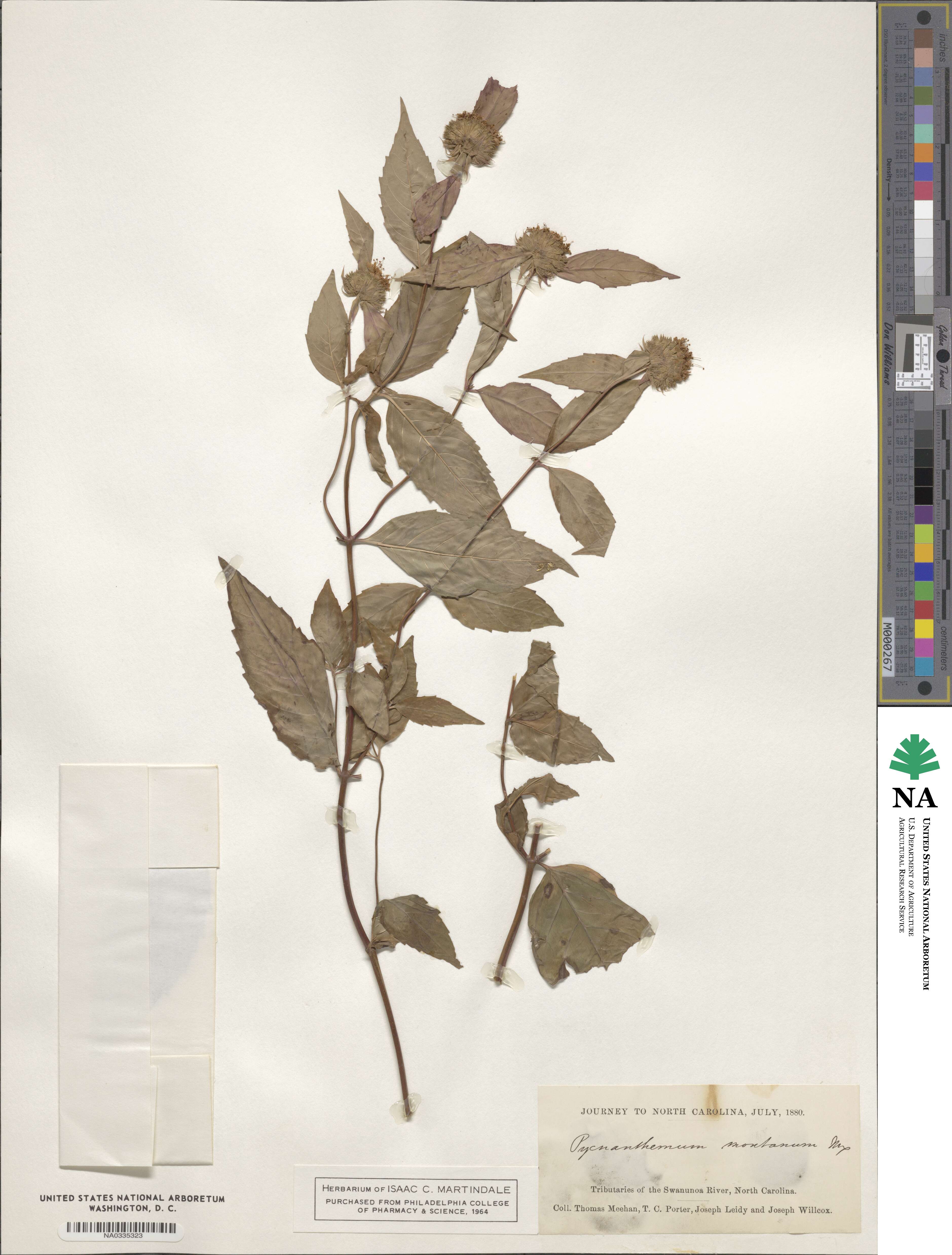 Pycnanthemum montanum image