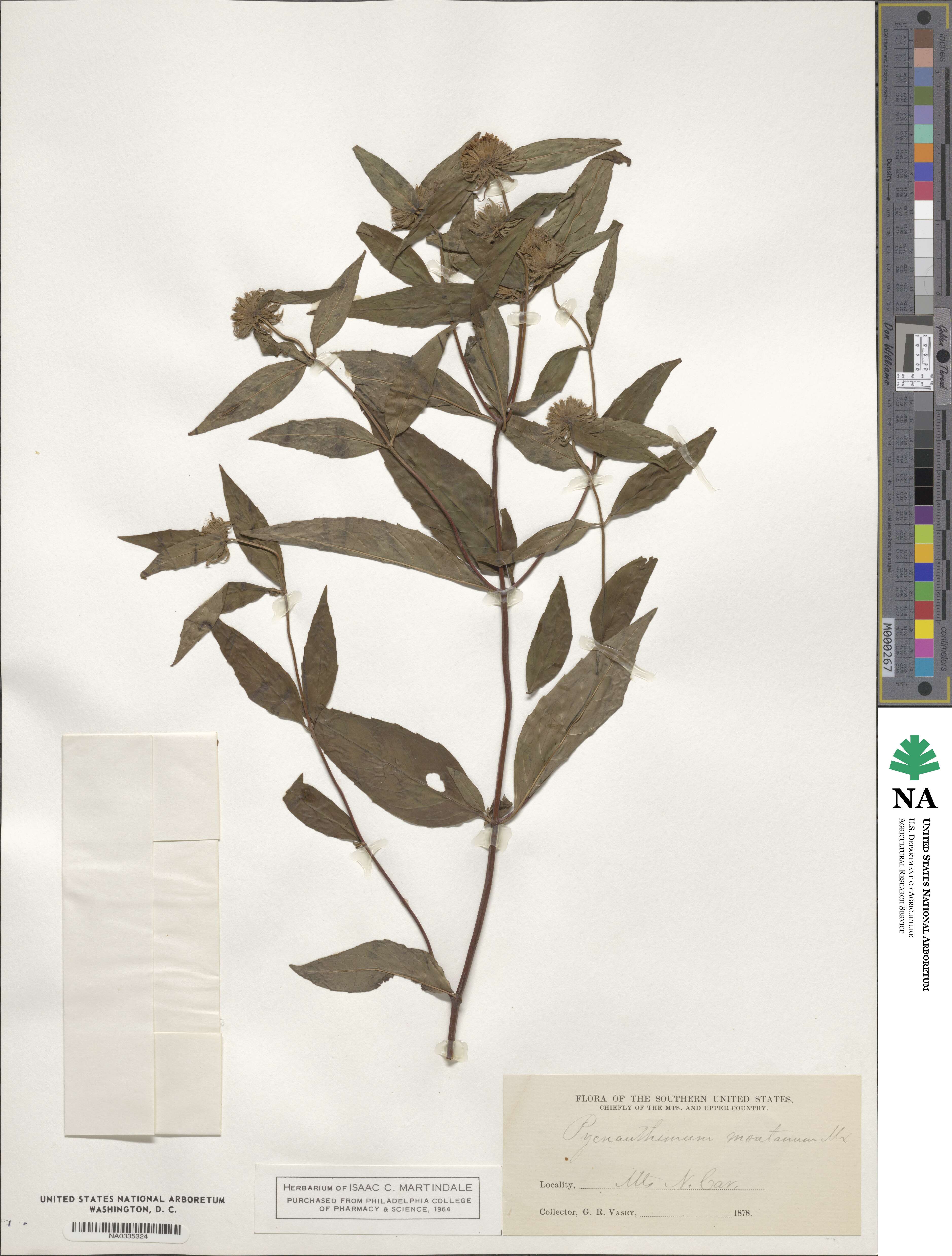 Pycnanthemum montanum image