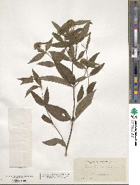 Pycnanthemum montanum image