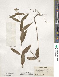 Pycnanthemum montanum image