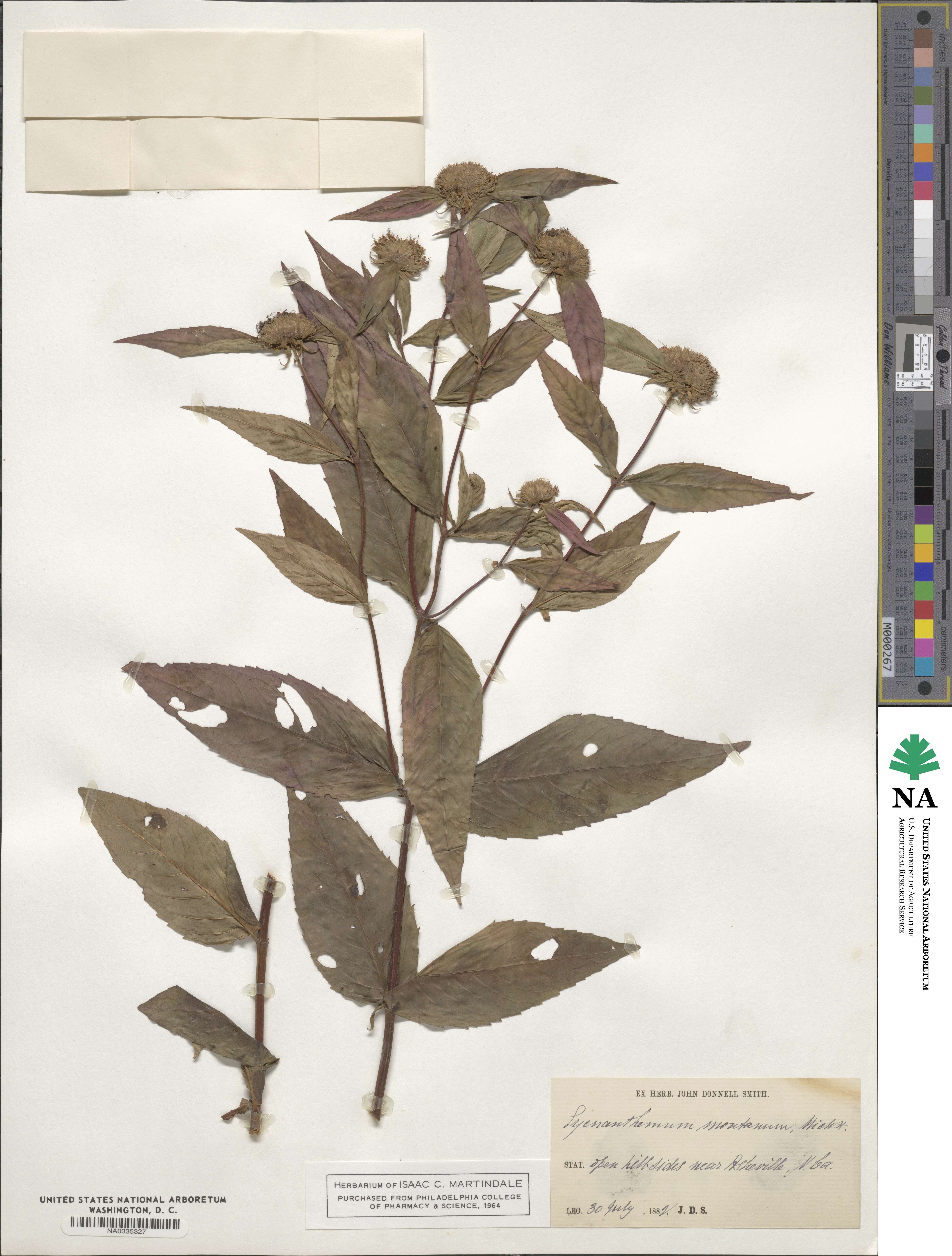 Pycnanthemum montanum image