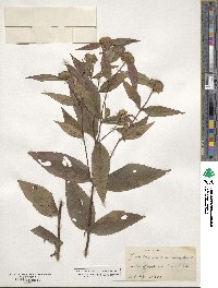 Pycnanthemum montanum image