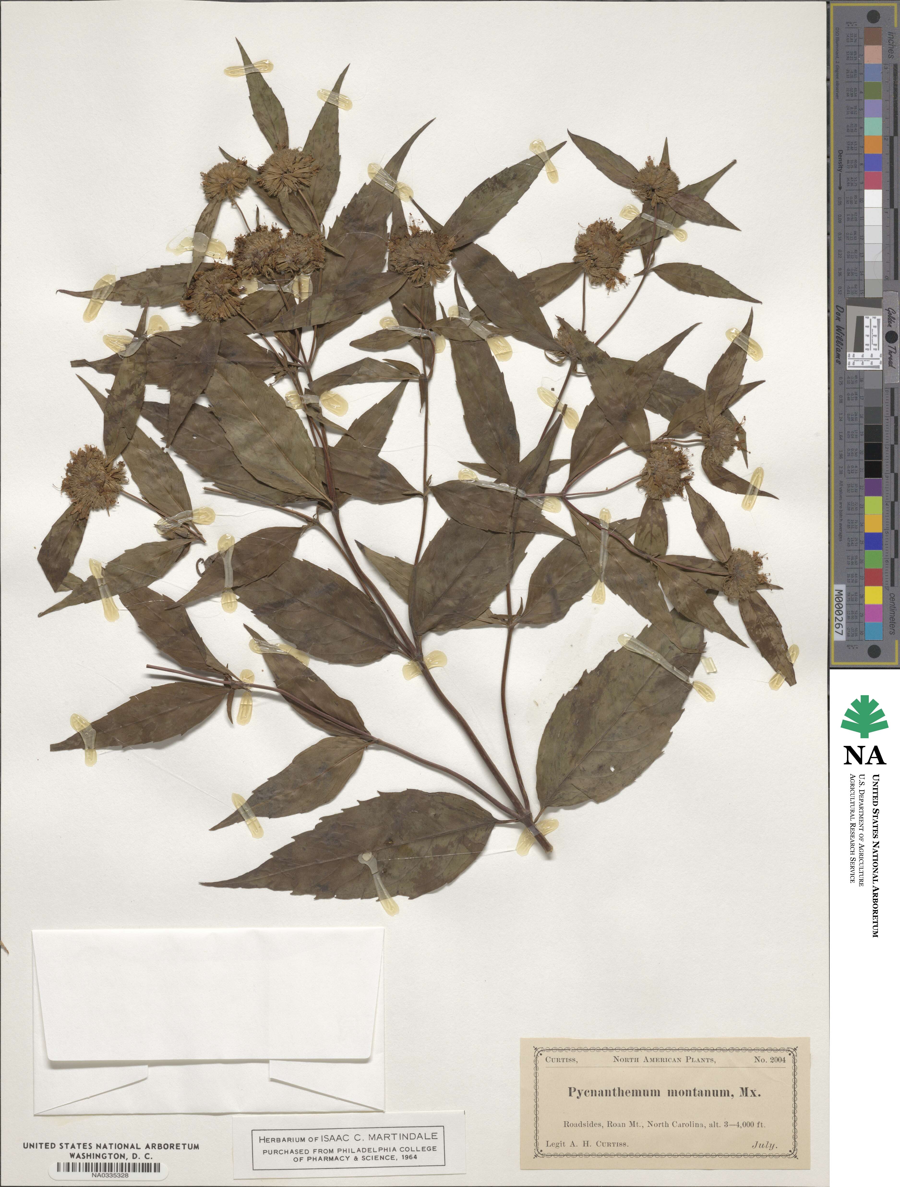 Pycnanthemum montanum image