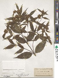 Pycnanthemum montanum image