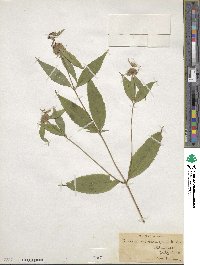 Pycnanthemum montanum image