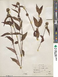 Pycnanthemum montanum image