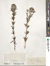 Pycnanthemum flexuosum image