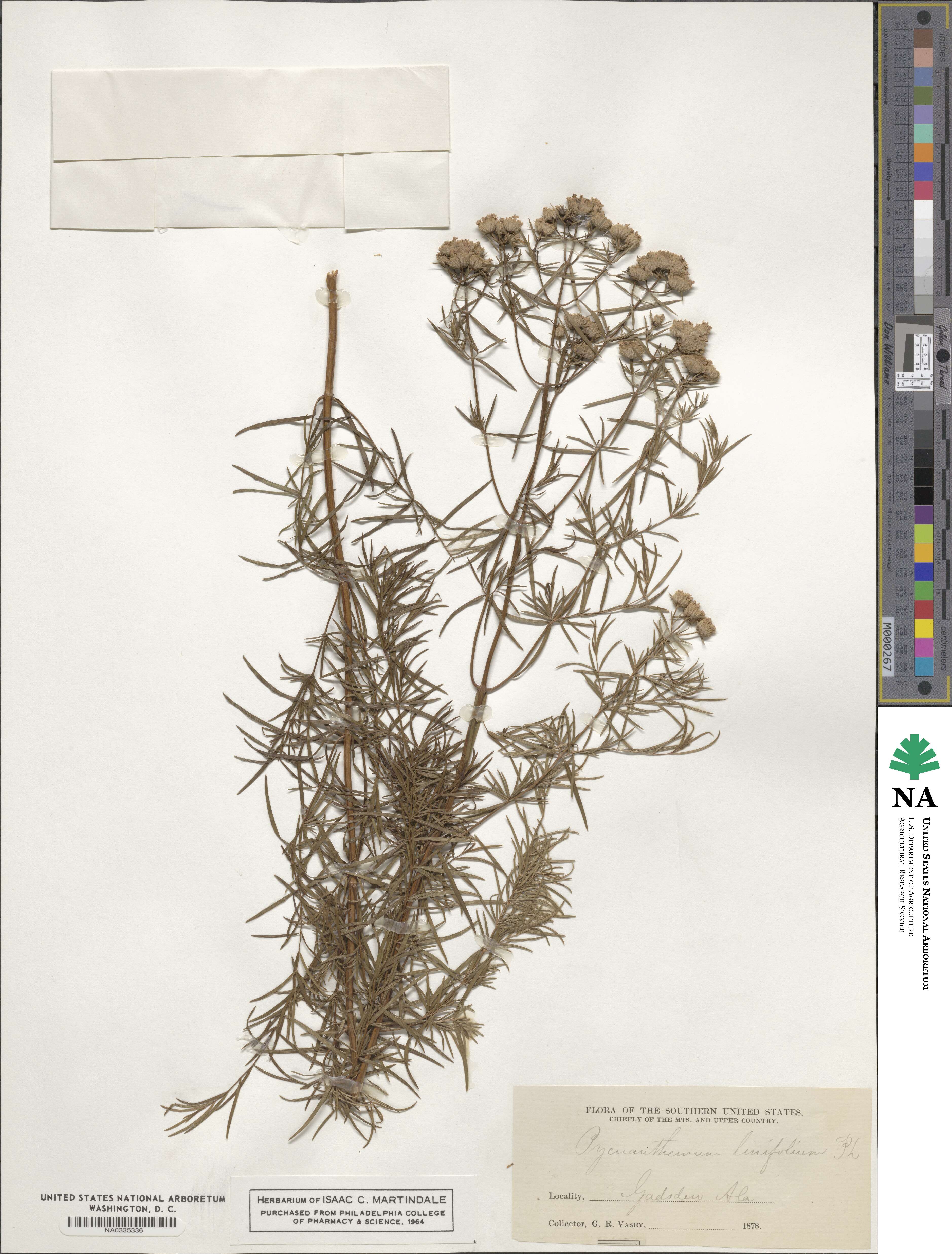 Pycnanthemum flexuosum image