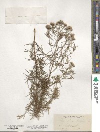 Pycnanthemum flexuosum image