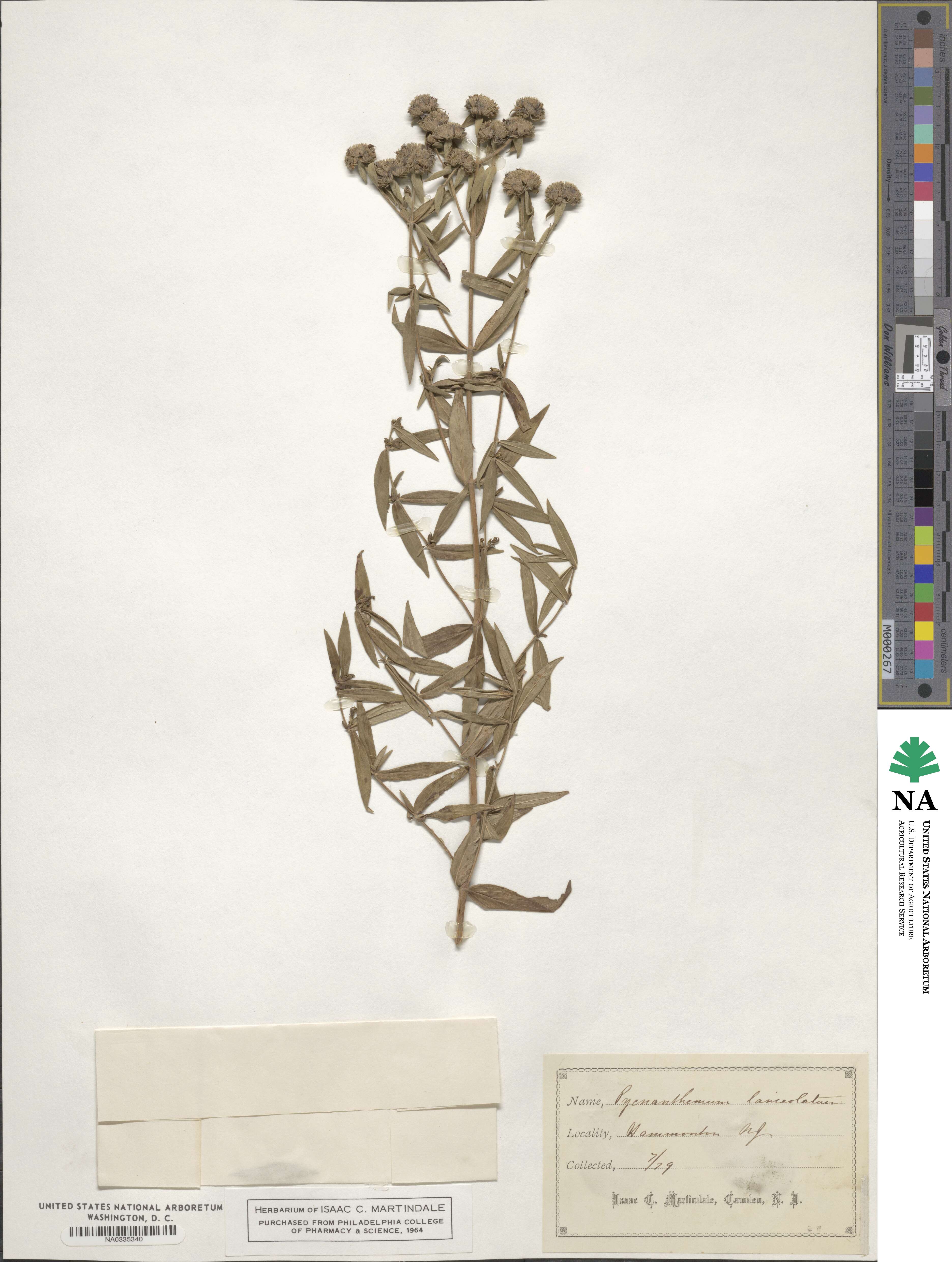 Pycnanthemum virginianum image