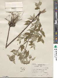 Pycnanthemum incanum image